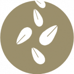 Sésamo